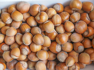 Image showing Hazelnut fruit