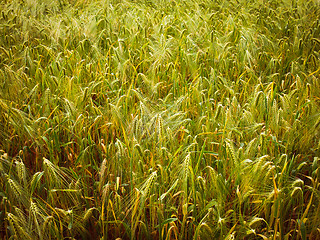 Image showing Retro look Barleycorn field