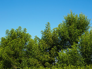 Image showing Trees in a park