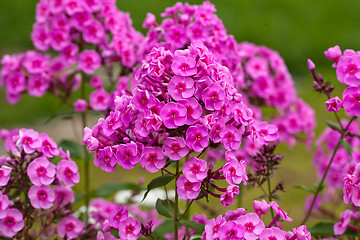 Image showing Phloxes bunch flowers