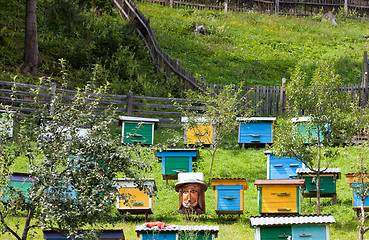 Image showing Bee-garden