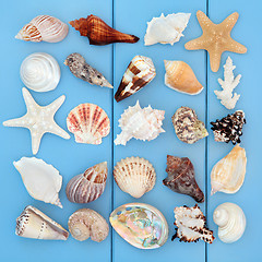 Image showing Seashell Collage