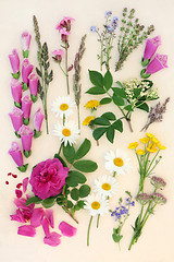 Image showing Summer Floral Nature Study