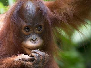 Image showing Borneo Orangutan