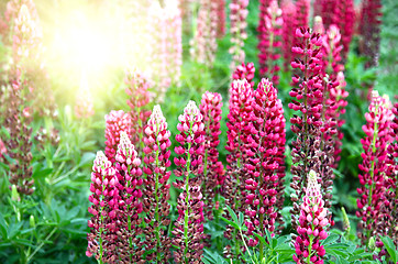 Image showing Beautiful Lupine and sunlight