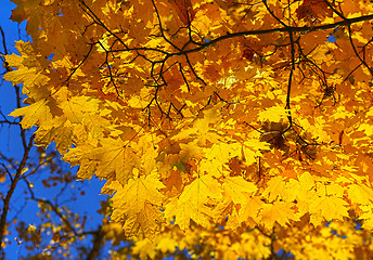 Image showing Bright autumn maple foliage