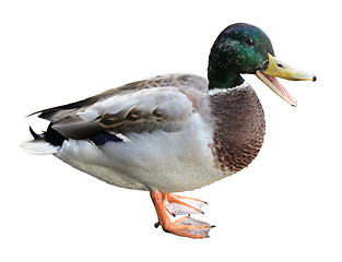 Image showing Quacking Duck