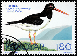 Image showing Oystercatcher Stamp