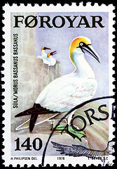 Image showing Northern Gannet