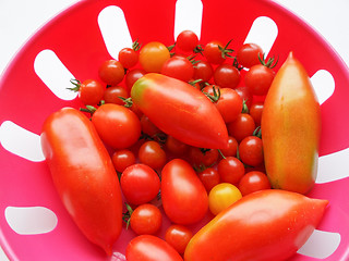 Image showing Tomato vegetable