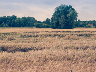 Image showing Retro look Barleycorn field