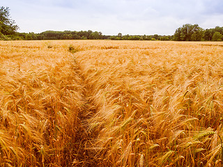 Image showing Retro look Barleycorn field