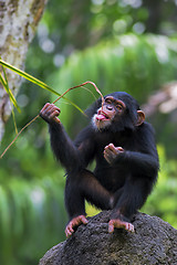 Image showing Common Chimpanzee