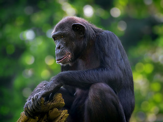 Image showing Common Chimpanzee