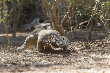 Image showing Komodo Dragon