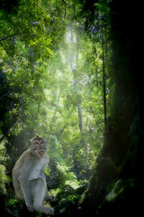 Image showing Long-tailed Macaque Monkey