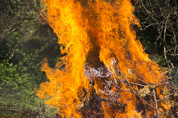 Image showing Burning fire flame 