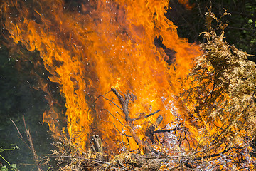 Image showing Burning fire flame 