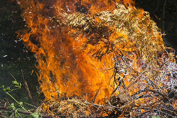 Image showing Burning fire flame