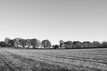 Image showing Farm field edged by fall trees