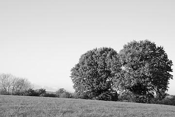 Image showing Field with two oak trees on a bright fall day