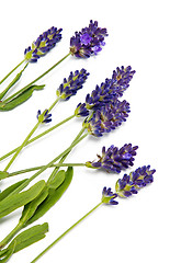 Image showing Fresh lavender