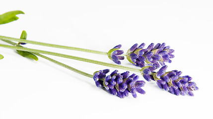 Image showing Fresh lavender
