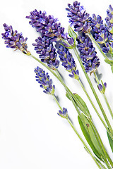 Image showing Fresh lavender