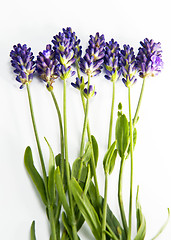 Image showing Fresh lavender