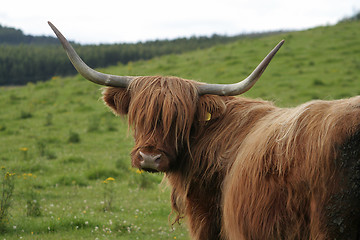 Image showing Highland cow