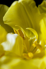 Image showing Inside yellow tulip