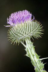 Image showing Scottish Thistle