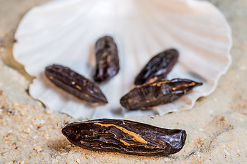 Image showing  tonka beans