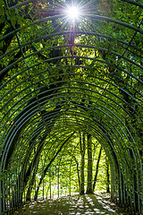 Image showing archway of hornbeams with sun reflection