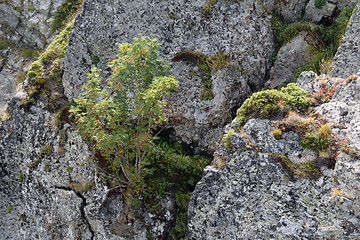 Image showing mountain ash between the rocks