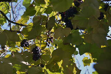 Image showing fresh dark grapes on the vine