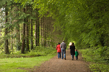 Image showing Forest Walk