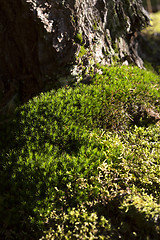 Image showing Green moss in a forest