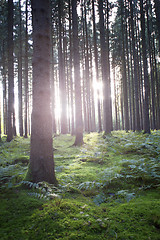 Image showing Autumnal light in a forest