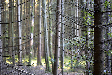 Image showing Autumnal morning light in a forest