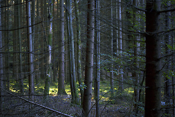 Image showing Autumnal morning light in a forest