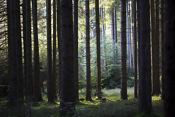 Image showing Autumnal morning light in a forest