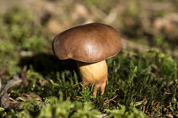 Image showing Brown mushroom in the forest