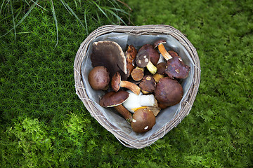 Image showing Collected mushroom in a basket