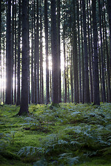 Image showing Autumnal morning light in a forest