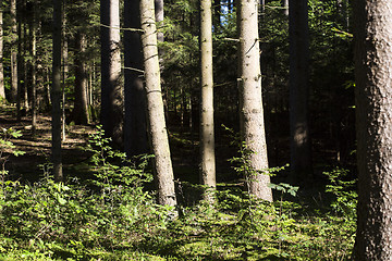 Image showing Autumnal morning light in a forest