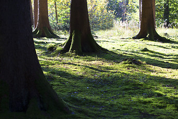 Image showing Autumnal morning light in a forest