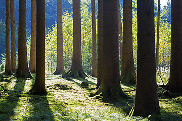 Image showing Autumnal morning light in a forest