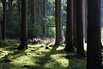 Image showing Autumnal morning light in a forest