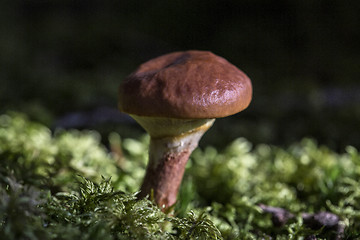 Image showing Brown mushroom in the forest